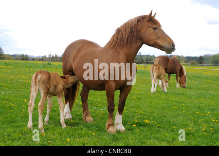 L'Allemand du sud coldblood (Equus przewalskii f. caballus), mare poulain de soins infirmiers sur les pâturages au printemps, l'Allemagne, Bade-Wurtemberg, Alb Schwaebische Banque D'Images