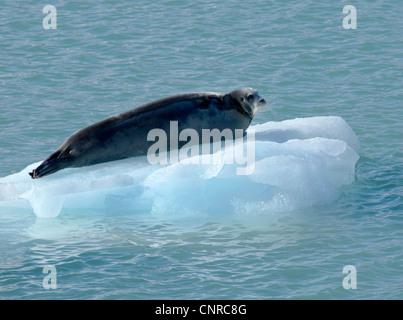 Le phoque barbu (Erignathus barbatus), allongé sur glace, de la Norvège, Svalbard, Lilliehoeoekfjorden Banque D'Images