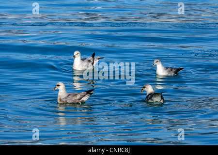 Le fulmar boréal (Fulmarus glacialis), quatre individus nageant à la mer, à la Norvège, Svalbard, Lilliehoeoekfjorden Banque D'Images