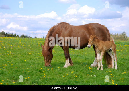 L'Allemand du sud coldblood (Equus przewalskii f. caballus), mare avec poulain dans les pâturages au printemps, le pâturage, l'Allemagne, Bade-Wurtemberg, Alb Schwaebische Banque D'Images