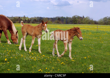 L'Allemand du sud coldblood (Equus przewalskii f. caballus), mare avec deux poulains au pâturage au printemps, l'Allemagne, Bade-Wurtemberg, Alb Schwaebische Banque D'Images