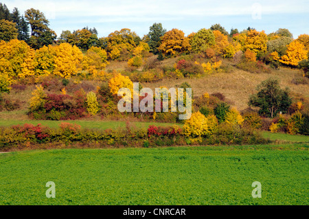 Vaste paysage couverture matures en couleurs de l'automne , Allemagne, Bade-Wurtemberg, Alb Schwaebische Banque D'Images