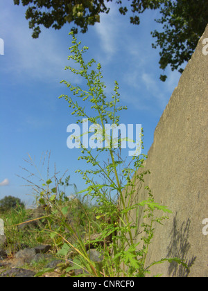 L'armoise annuelle, sweet annie (Artemisia annua), fleurs de personne à un mur, l'Allemagne, la Saxe-Anhalt Banque D'Images