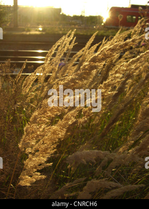 Petit bois-reed, actaeon (Calamagrostis epigejos), dans la lumière du soir sur Magdeburg, Allemagne, en Saxe-Anhalt, Magdeburg Banque D'Images