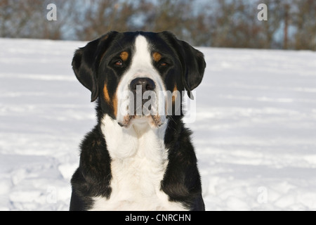 Grand Chien de montagne suisse (Canis lupus f. familiaris), portrait Banque D'Images