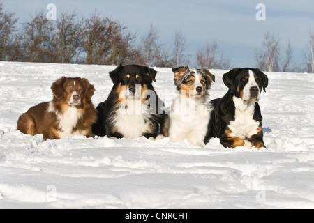 Grand Chien de montagne suisse (Canis lupus f. familiaris), 3 bergers australiens couché à côté d'un grand chien de Montagne suisse dans la neige Banque D'Images