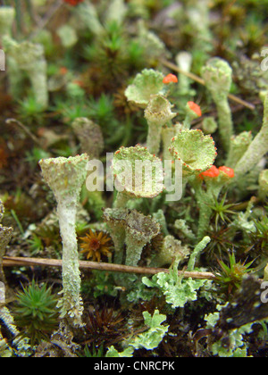 Cup lichen Cladonia (Pycnanthemum incanum agg.), gros plan des apothécies, croissant sur les dunes de sable avec Cladonia macilenta (rouge), l'ALLEMAGNE, Basse-Saxe, elle Elbtalduenen Banque D'Images