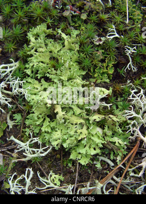 Cup lichen (Cladonia foliacea), croissant sur les dunes de sable, ALLEMAGNE, Basse-Saxe, elle Elbtalduenen Banque D'Images