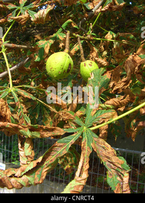 Le marronnier commun (Aesculus hippocastanum), avec la maladie par feuille de châtaignier de cheval-miner, Cameraria ohridella, Allemagne Banque D'Images