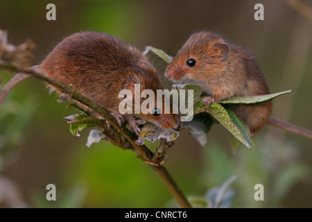 La récolte de l'Ancien Monde (souris Micromys minutus), deux individus sur une branche, l'Allemagne, Rhénanie-Palatinat Banque D'Images