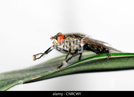 Mouche domestique (Musca domestica), assis sur une feuille et de lissage lui-même Banque D'Images