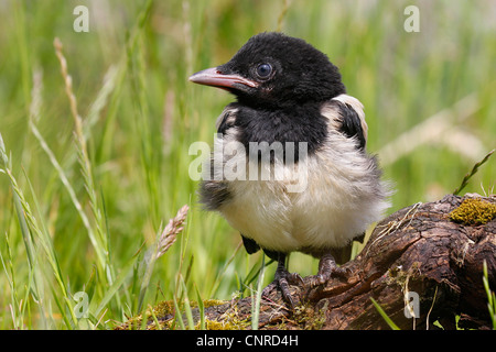 Pie bavarde (Pica pica), Direction générale des jeunes sur le pré, Allemagne, Rhénanie-Palatinat Banque D'Images