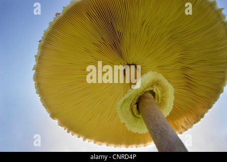 Parasol (Macrolepiota procera, Lepiotia procera), lamelles de dessous en face du soleil, de l'Allemagne, Rhénanie-Palatinat Banque D'Images