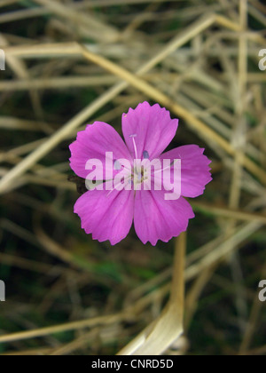 Rose, rose Clusterhead chartreux (Dianthus carthusianorum), fleur, l'Allemagne, la Saxe-Anhalt Banque D'Images