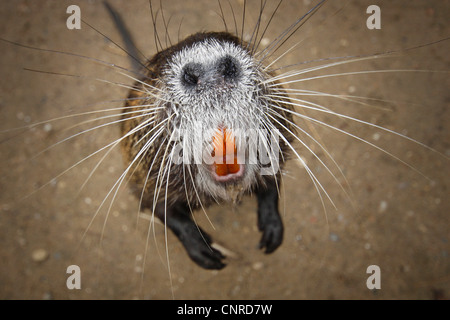 Ragondin, le ragondin (Myocastor coypus), qui s'étend en direction de la caméra, l'Allemagne, Hesse, elle Moenchsbruch Banque D'Images