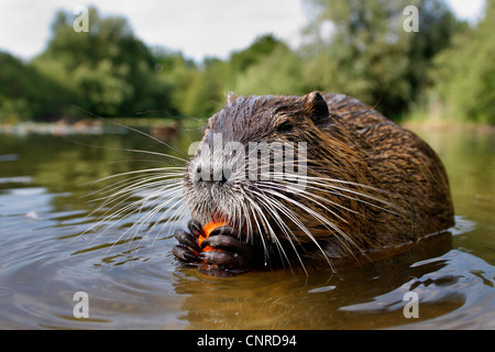 Ragondin, le ragondin (Myocastor coypus), alimente en eau peu profonde, l'Allemagne, Hesse, elle Moenchsbruch Banque D'Images