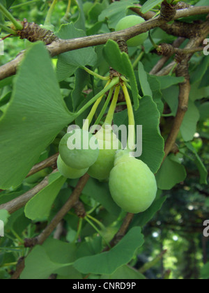 Arbre aux 40 écus, Ginkgo, Arbre de ginkgo, Ginko biloba de ginkgo (arbre), les graines de l'arbre Banque D'Images