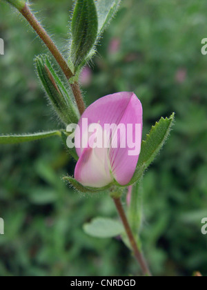 Common restharrow (Ononis repens, Ononis spinosa agg.), fleur, Allemagne, Rhénanie du Nord-Westphalie Banque D'Images