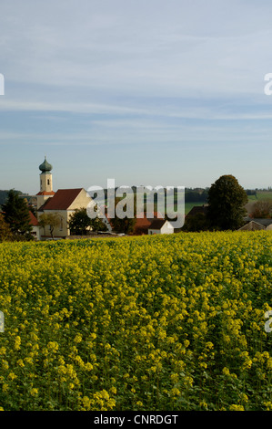 Charlock, champ de maïs, moutarde moutarde (Sinapis arvensis), champ avec l'église en arrière-plan, l'Allemagne, Bavière, Grossenviecht, Langenbach Banque D'Images