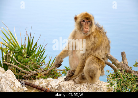 Singes de barbarie, barbary macaque (Macaca sylvanus), se trouve sur le rocher de Gibraltar, Royaume-Uni, Gibraltar Banque D'Images