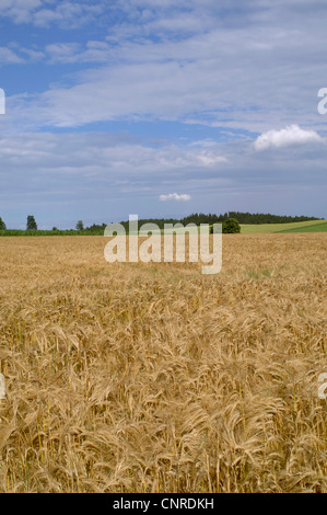 L'orge (Hordeum vulgare), l'orge d'hiver avec des fruits mûrs, l'Allemagne, la Bavière Banque D'Images