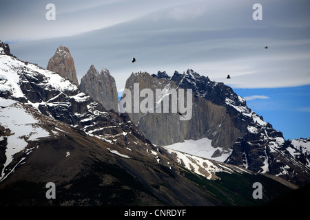 Condor des Andes (Vultur gryphus), un vol en face de la Torres, Chili, Andes, Parc National Torres del Paine Banque D'Images