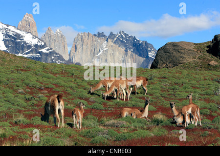 Guanaco (Lama guanicoe), le pâturage troupeau, le Chili, le Parc National Torres del Paine Banque D'Images
