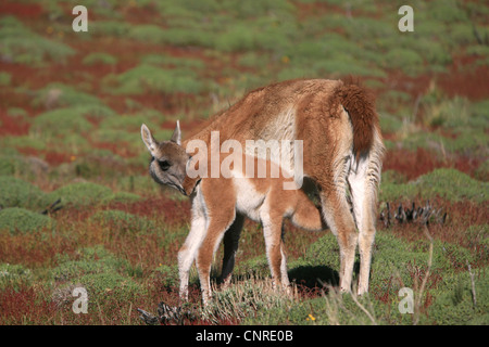 Guanaco (Lama guanicoe), du nouveau-né l'allaitement, le Chili, le Parc National Torres del Paine Banque D'Images