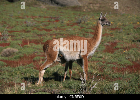 Guanaco (Lama guanicoe), du nouveau-né l'allaitement, le Chili, le Parc National Torres del Paine Banque D'Images