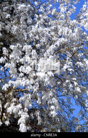 Le peuplier blanc, peuplier à feuilles d'argent, Abele (Populus alba), la fructification, Allemagne Banque D'Images