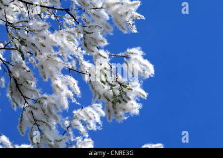 Le peuplier blanc, peuplier à feuilles d'argent, Abele (Populus alba), la fructification, Allemagne Banque D'Images