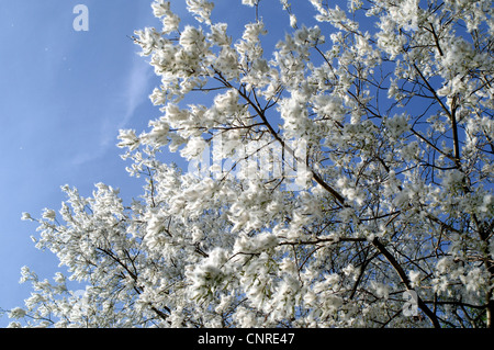 Le peuplier blanc, peuplier à feuilles d'argent, Abele (Populus alba), la fructification, Allemagne Banque D'Images