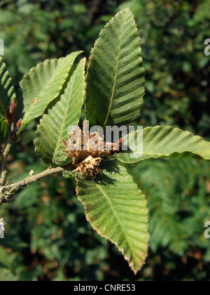 Rauli, hêtre antarctique (Nothofagus alpina), de la direction générale avec des fruits Banque D'Images