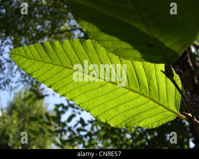 Rauli, hêtre antarctique (Nothofagus alpina), rétroéclairage à feuilles Banque D'Images