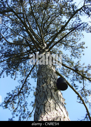 Le pin noir d'Europe, mélèze, Pin noir, pin laricio (Pinus nigra var. maritima), de la tige et de tree top avec nichoir Banque D'Images