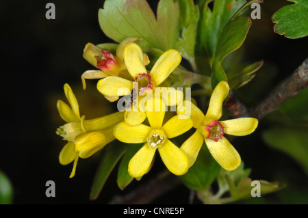 Cassis (Ribes aureum doré), fleurs avec ant Banque D'Images