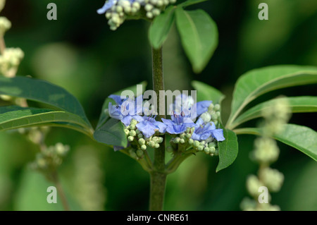 Vitex, gattilier (Vitex agnus-castus), fleurs Banque D'Images