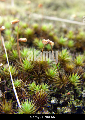 Les cheveux (mousse Polytrichum piliferum), avec spore capsules, l'Allemagne, la Saxe-Anhalt, NSG Elbtalduenen Banque D'Images