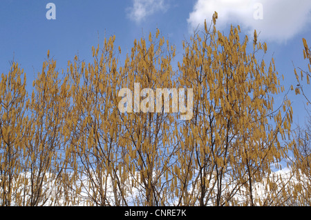 Le noisetier commun (Corylus avellana), la floraison au printemps, Allemagne Banque D'Images