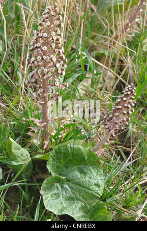 Butterburr (Petasites hybridus), la floraison, l'Allemagne, la Bavière