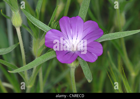 Politique corncockle (Agrostemma githago), fleur, Germany Banque D'Images