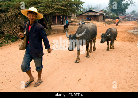 Les buffles d'Asie, anoas (Bubalus spec.), agriculteur avec deux buffles d'eau, Laos Banque D'Images