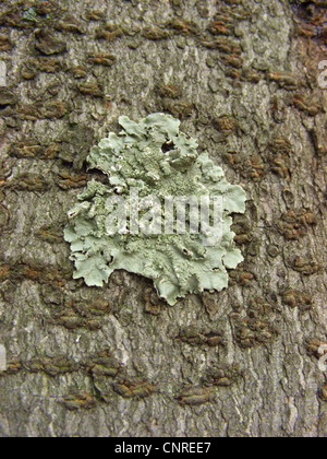 (Lichen Parmelia sulcata), poussant sur un tronc d'arbre, Allemagne, Rhénanie du Nord-Westphalie Banque D'Images