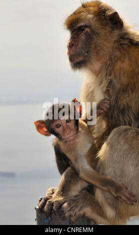 Singes de barbarie, barbary macaque (Macaca sylvanus), mère avec pup pup, regarde dans l'appareil photo, Royaume-Uni, Gibraltar Banque D'Images