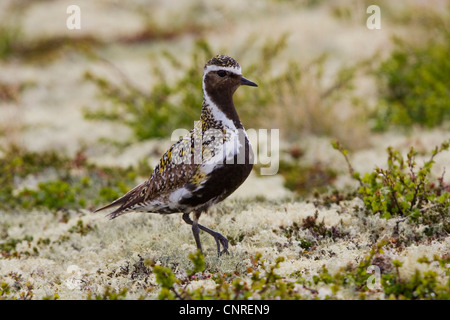 Pluvier bronzé (Pluvialis dominica), promenades sur les lichens des rennes, de la Norvège, Opdal Banque D'Images