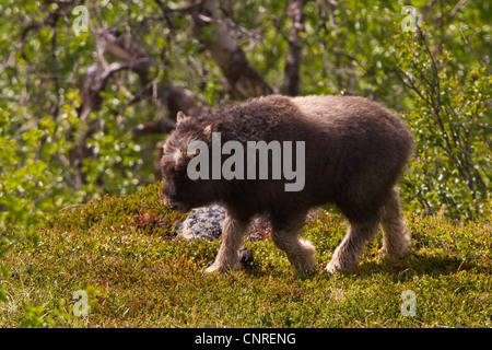 Le boeuf musqué (Ovibos moschatus), veau en forêt, la Norvège, le Parc National de Dovrefjell Sunndalsfjella Banque D'Images