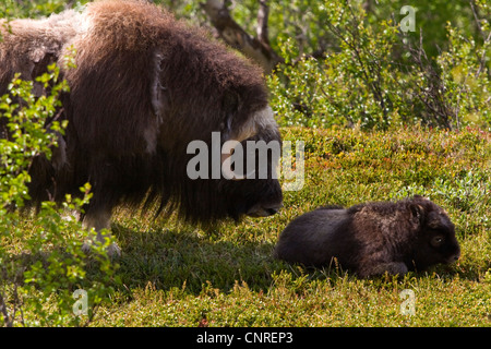 Le boeuf musqué (Ovibos moschatus), vache et son veau, la Norvège, le Parc National de Dovrefjell Sunndalsfjella Banque D'Images