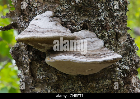 Hoof champignon, l'amadou (Fomes fomentarius) du support, à un bouleau, Suède Banque D'Images