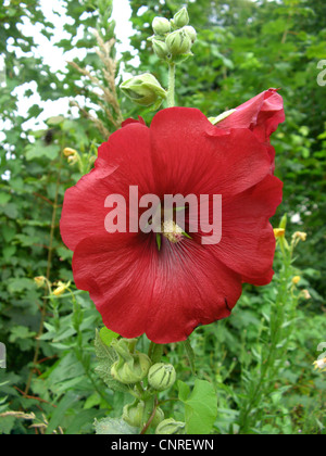 Holly Hock, rose trémière (Alcea rosea, Althaea rosea), fleur Banque D'Images