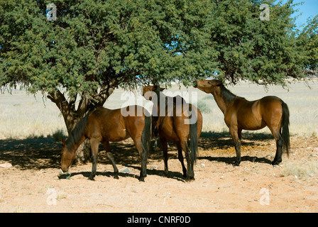 Le Namib Wildhorse (Equus przewalskii f. caballus), troupeau de chevaux s'alimenter à un arbre dans le désert du Namib, Namibie, Garup Banque D'Images